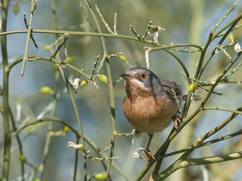 Sylvia cantillans Baardgrasmus Subalpine Warbler